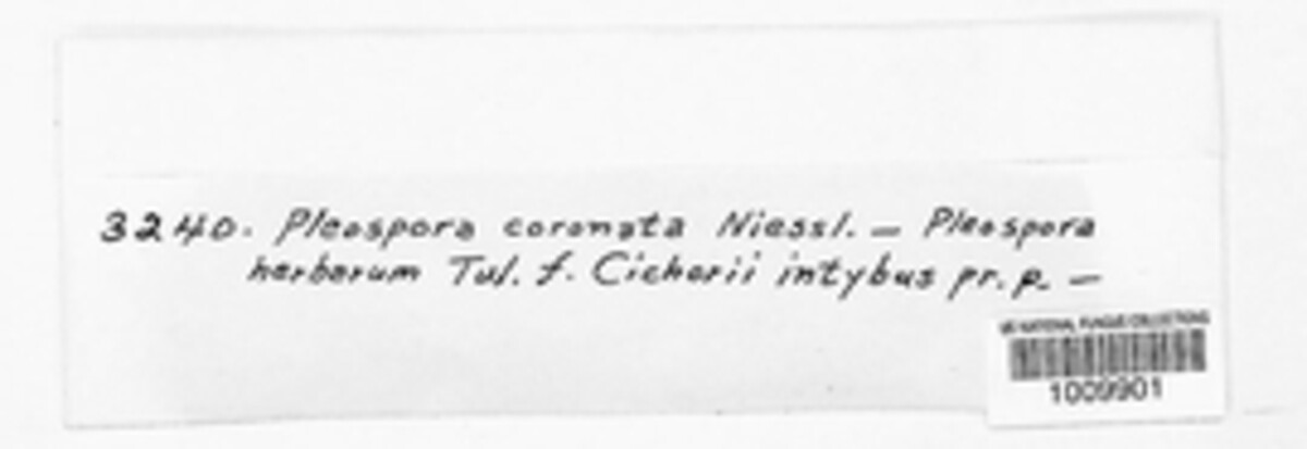 Cilioplea coronata image